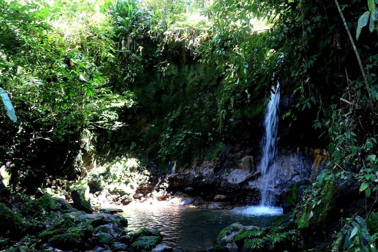 Misahualli Amazon Lodge Tena Luaran gambar